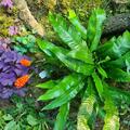Arum italicum, Arum italicum