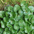 Asarum europaeum, Haselwurz