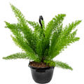 Asparagus densiflorus 'Meyers', Ampel, im 20cm Topf, H�he 55cm, Breite 35cm