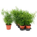 Asparagus falcatus, Busch, im 17cm Topf, H�he 40cm, Breite 30cm