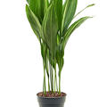 Aspidistra elatior variegata, Tuff, im 21cm Topf, H�he 90cm, Breite 40cm