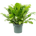 Asplenium 'Green Miracle', Busch, im 30cm Topf, H�he 80cm, Breite 75cm