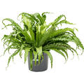Asplenium antiquum 'Osaka', Busch, im 30cm Topf, H�he 65cm, Breite 80cm