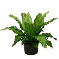 Asplenium nidus, Busch, im 37cm Topf, H�he 70cm, Breite 100cm
