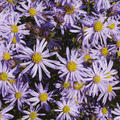 Aster ager.var. adustus 'Nanus', Ageratum, �hnliche Aster