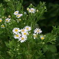 Aster ageratoides, Staude, P�ppel