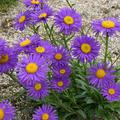 Aster alpinus 'Dunkle Sch�ne'