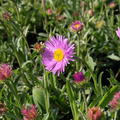 Aster alpinus Happy End
