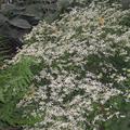 Aster divaricatus - Bl�tenmeer