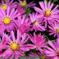 Kissen-Aster