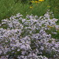 Aster ericoides 'Erlk�nig'