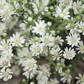 Aster ptarmicoides 'Major'