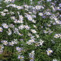 Aster pyrenaeus 'Lutetia'