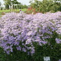 Aster x herveyi 'Twilight'