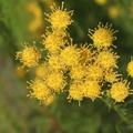 Goldhaar-Aster, Bl�te 