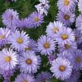 Aster dumosus 'Lady in Blue', Staude, P�ppel