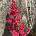 Prachtspiere 'Fanal' (Astilbe x arendsii 'Fanal')