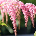 Prachtspiere 'Straussenfeder' (Astilbe thunb. 'Strau�enfeder')