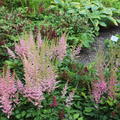 Astilbe - Bl�ten