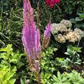 Astilbe x chinensis var. taquetii 'Purpurlanze', Astilbe x chinensis var. taquetii 'Purpurlanze'