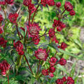 Astrantia major 'Moulin Rouge'