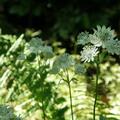 Astrantia major, Astrantia major