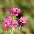 Astrantia major 'Venice'
