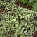 Athyrium niponicum 'Metallica', Athyrium niponicum 'Metallica'