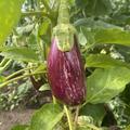 Aubergine 'Edirne Purple Striped', Solanum melongena