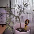 Australische Fingerlimette 'Mia Rose', Microcitrus australasica 'Mia Rose'