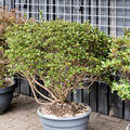 Azalea japonica 'Blaauw's Pink', Busch, im 35cm Topf, H�he 75cm, Breite 85cm