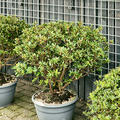 Azalea japonica 'Girard's Rose', Busch, im 35cm Topf, H�he 90cm, Breite 80cm