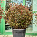 Azalea japonica 'Johanna' (110-130), Busch, im 45cm Topf, H�he 120cm, Breite 85cm