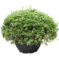 Azalea satsuki 'Yodo No Hikari' (60-70), Busch, im 50cm Topf, H�he 65cm, Breite 85cm