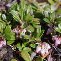Bl�ten der B�rentraube
