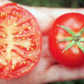 Balkontomate Silbertanne Tomate auf Hand