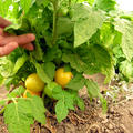 Balkontomate Tigerette Cherry Strauch