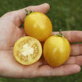 Balkontomate 'Tigerette Cherry' (Lycopersicon esculentum)