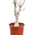Baobab (Adonsonia), Stamm, im 17cm Topf, H�he 45cm, Breite 15cm