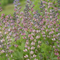 Baptisia x cultorum 'Pink Truffles', F�rberh�lse