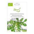 Barbarakraut (Winterkresse) (mehrj�hrig)