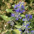 Bartblume 'Beyond Midnight', Caryopteris x clandonensis 