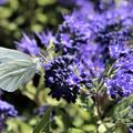 Bartblume 'Blauer Spatz'� mit einem weissen Schmetterling