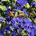 Bartblume 'Blue Balloon', Caryopteris x clandonensis 'Blue Balloon'