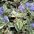 Caryopteris x clandonensis Bartblume White Surprise bl�ht in blau