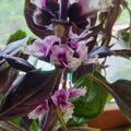 Basilikum 'Red-Green Shades', Ocimum basilicum (Copa)