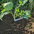 Baumkohl Everkale� Greenwave, Brassica oleracea Everkale� Greenwave