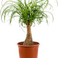 Beaucarnea recurvata, Stamm (20), im 19cm Topf, H�he 50cm, Breite 30cm
