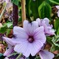 Bechermalve 'Silver Cup', Lavatera trimestris 