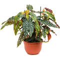 Begonia 'Maculata', im 22cm Topf, H�he 70cm, Breite 50cm